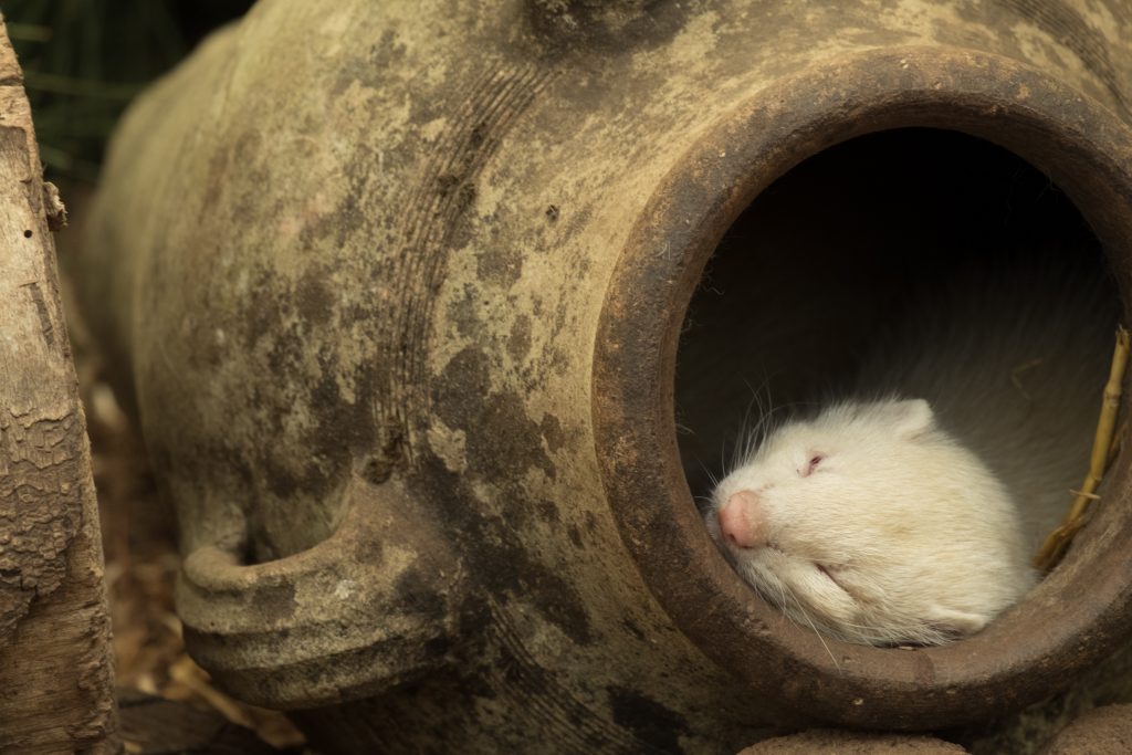 hurón blanco durmiendo