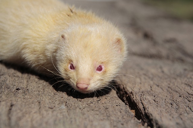 Huron albino ojos rojos